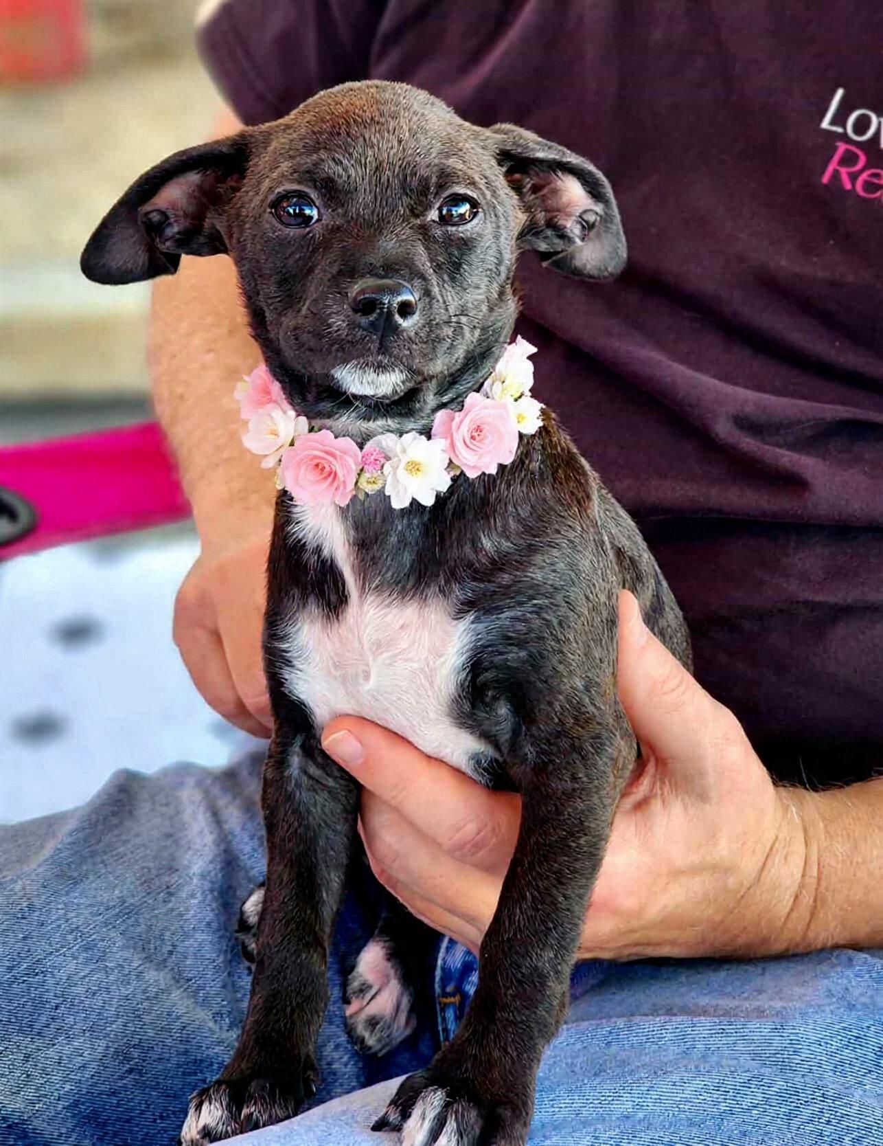 Hoka, a ADOPTABLE mixed breed in Corona Del Mar, CA image 1/4