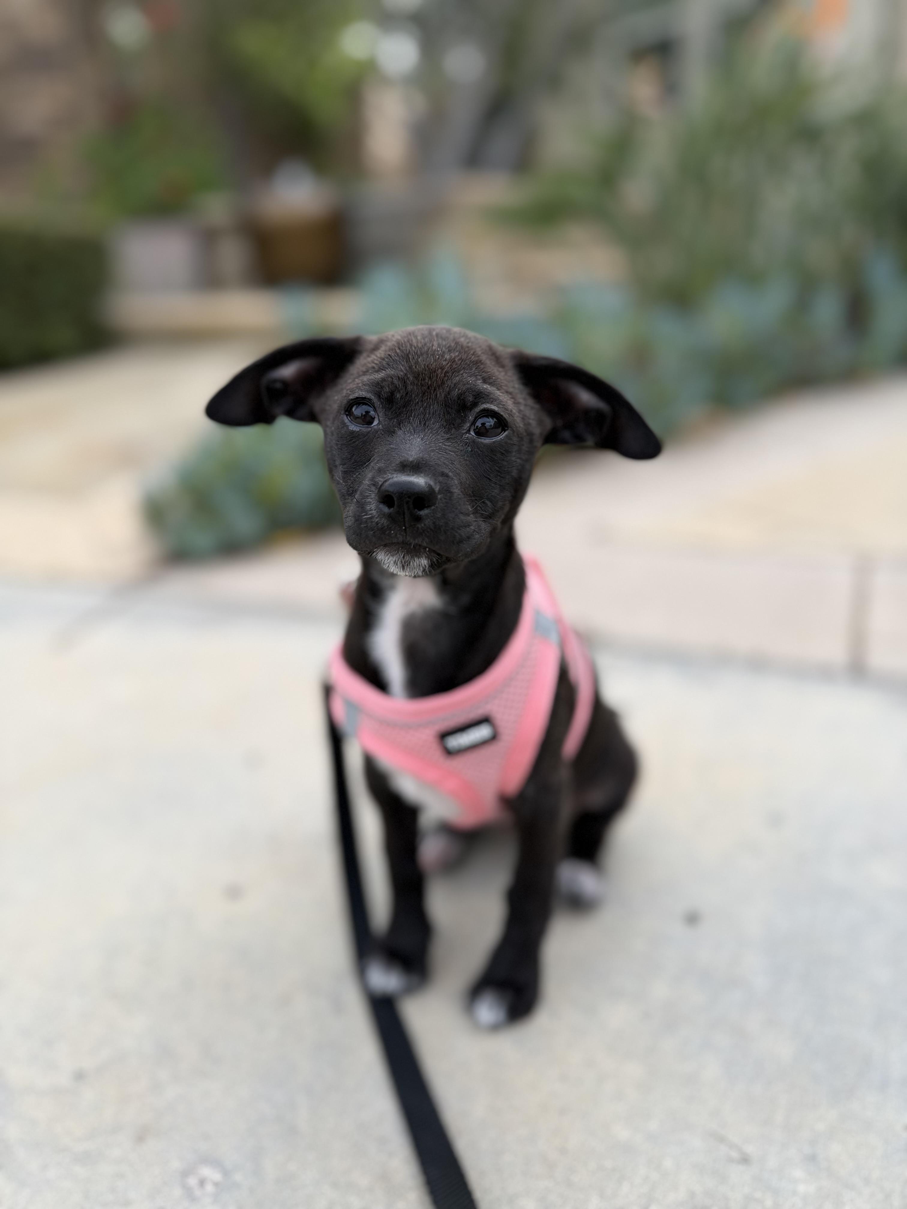 Hoka, a ADOPTABLE mixed breed in Corona Del Mar, CA image 3/4