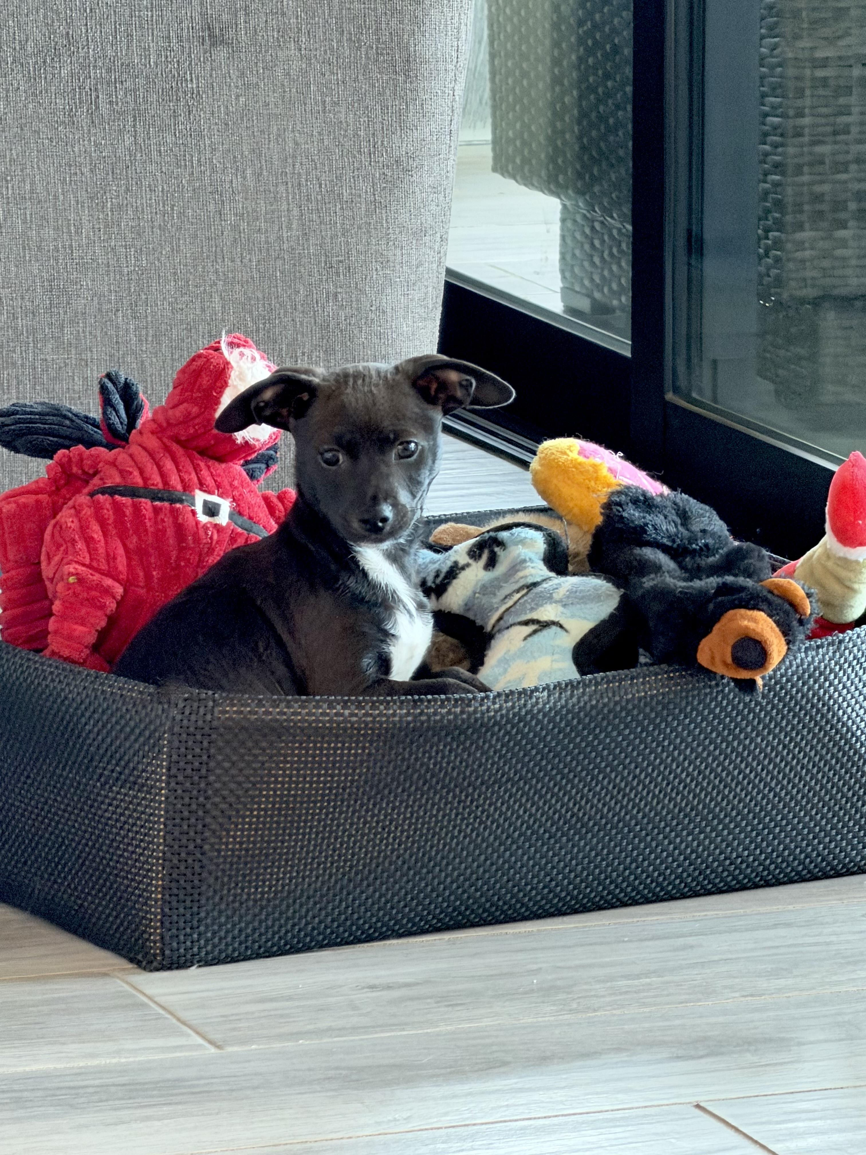 Hoka, a ADOPTABLE mixed breed in Corona Del Mar, CA image 4/4