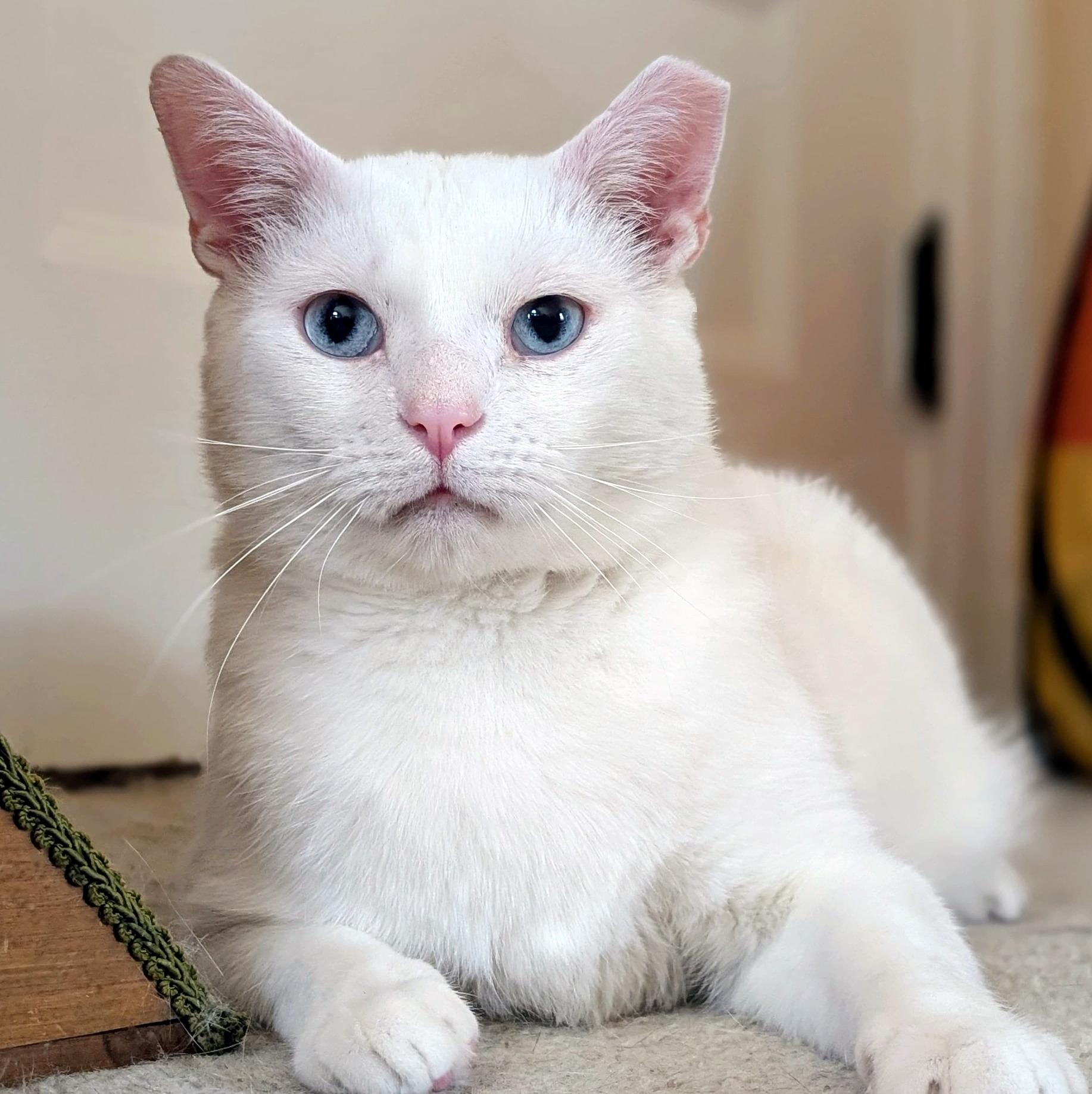 Eddie & Jon Boy, a Adoptable Domestic Short Hair in Pittsburgh, PA image 2/5