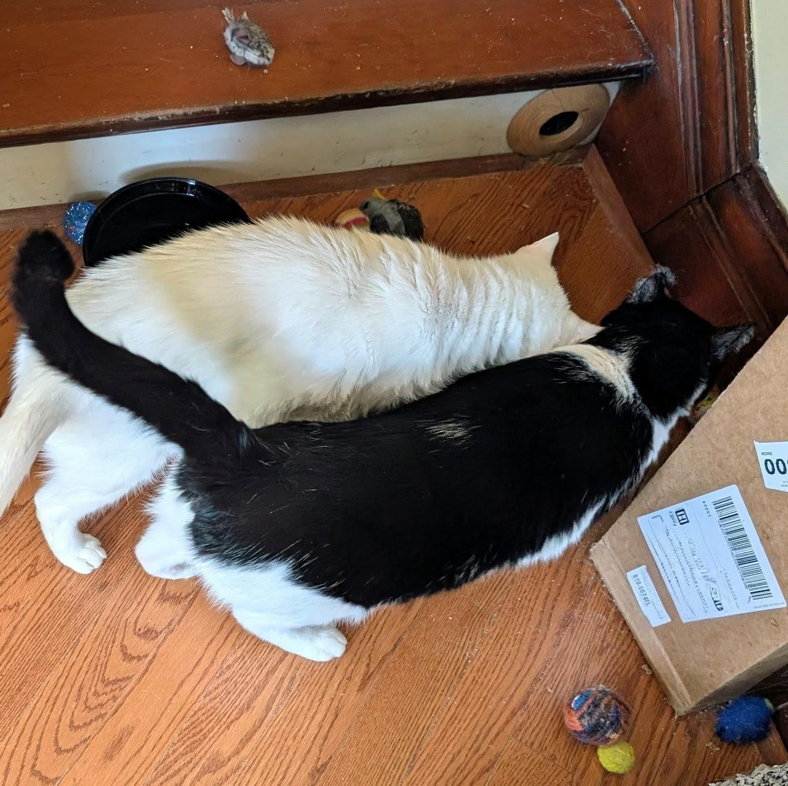 Eddie & Jon Boy, a Adoptable Domestic Short Hair in Pittsburgh, PA image 5/5