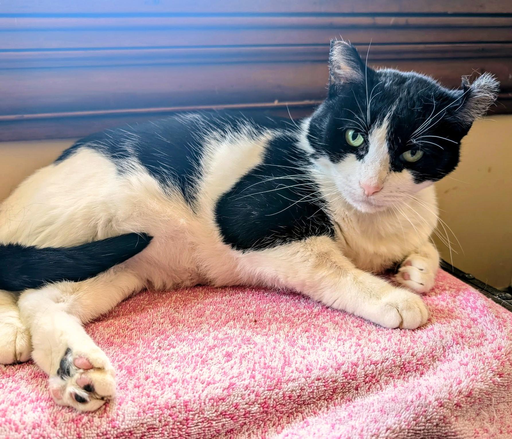 Eddie & Jon Boy, a Adoptable Domestic Short Hair in Pittsburgh, PA image 3/5