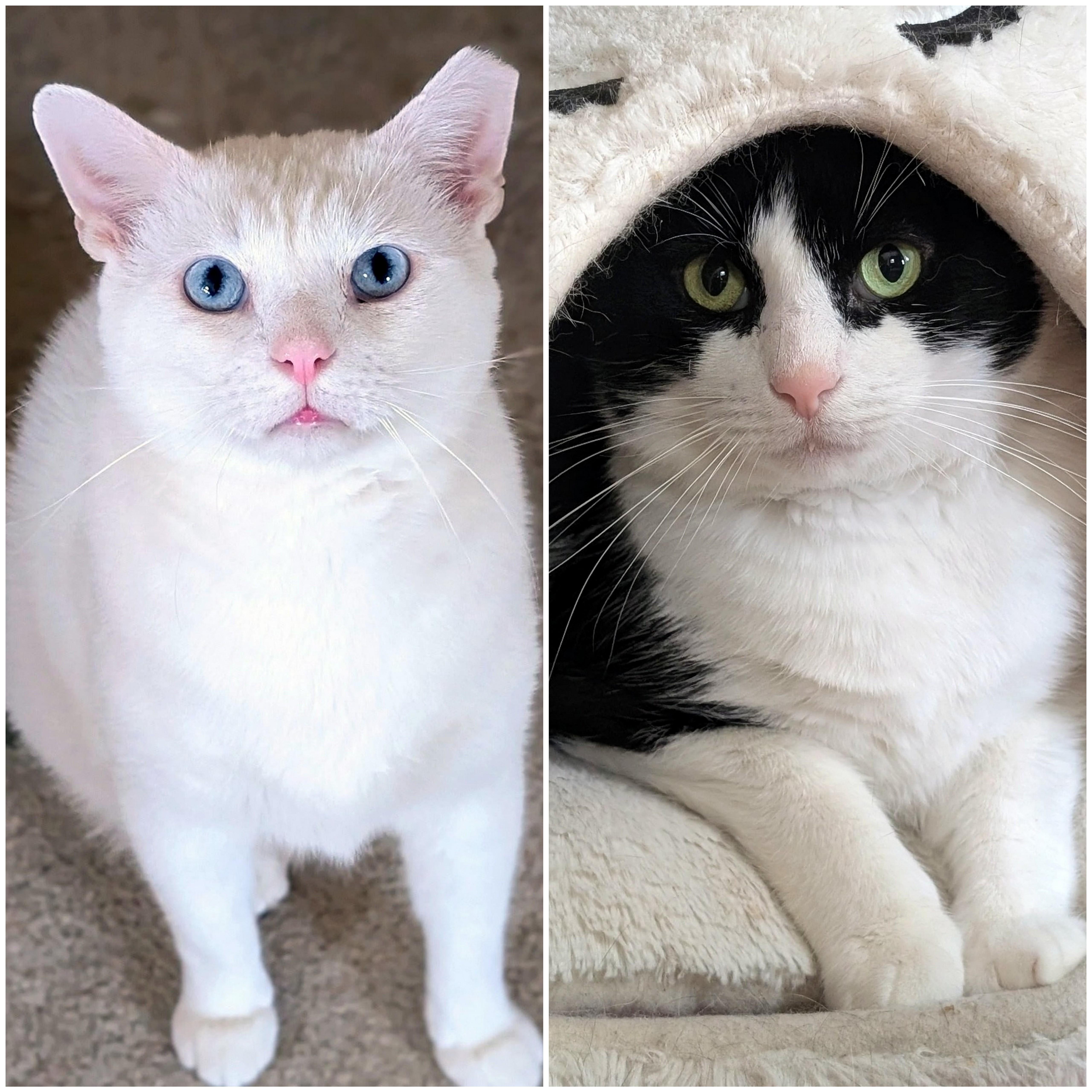 Eddie & Jon Boy, Adoptable, Adult Male Domestic Short Hair.