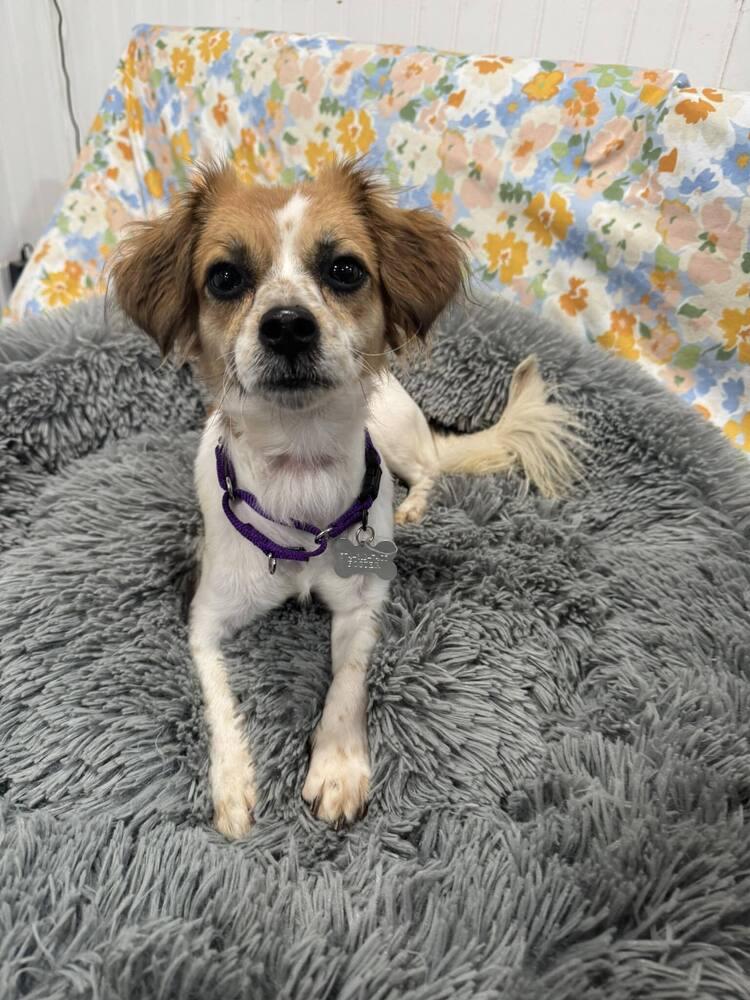 Enlarge Maple, a Adoptable mixed breed image 2/2