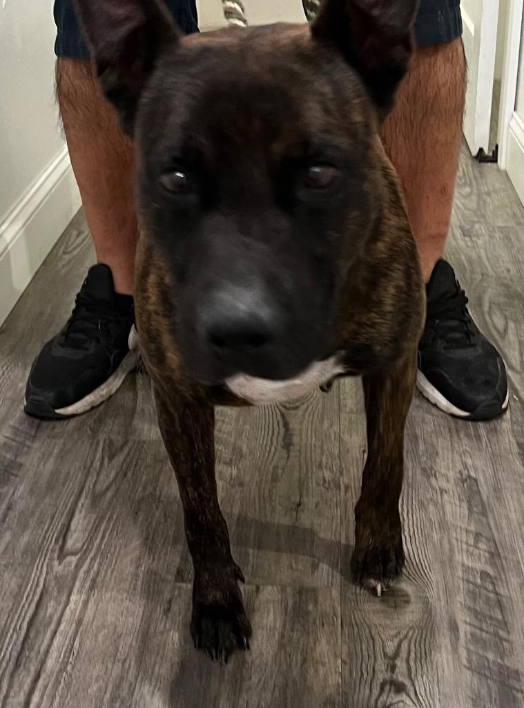 Emilee, a Adoptable Dutch Shepherd in Labelle, FL image 1/6