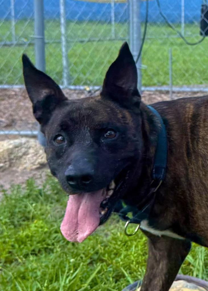 Emilee, a Adoptable Dutch Shepherd in Labelle, FL image 2/6