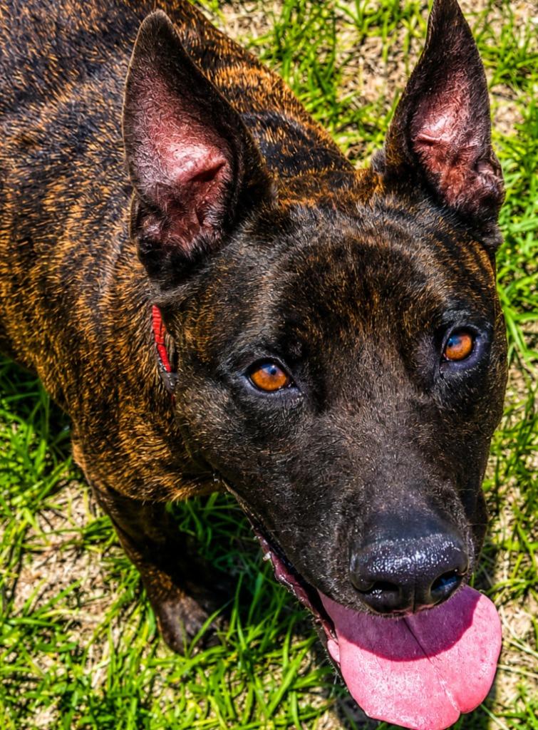 Emilee, a Adoptable Dutch Shepherd in Labelle, FL image 4/6
