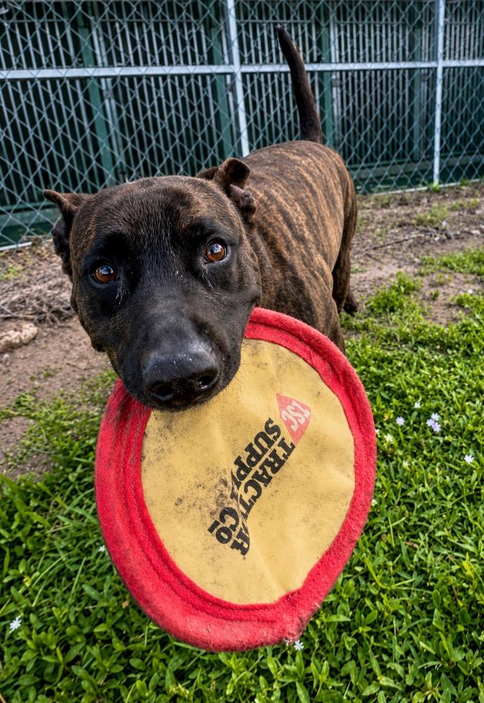 Emilee, a Adoptable Dutch Shepherd in Labelle, FL image 5/6