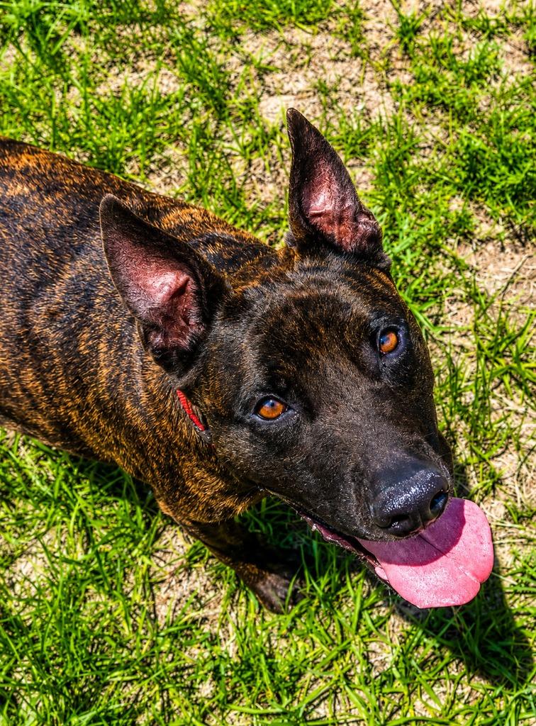 Emilee, a Adoptable Dutch Shepherd in Labelle, FL image 6/6