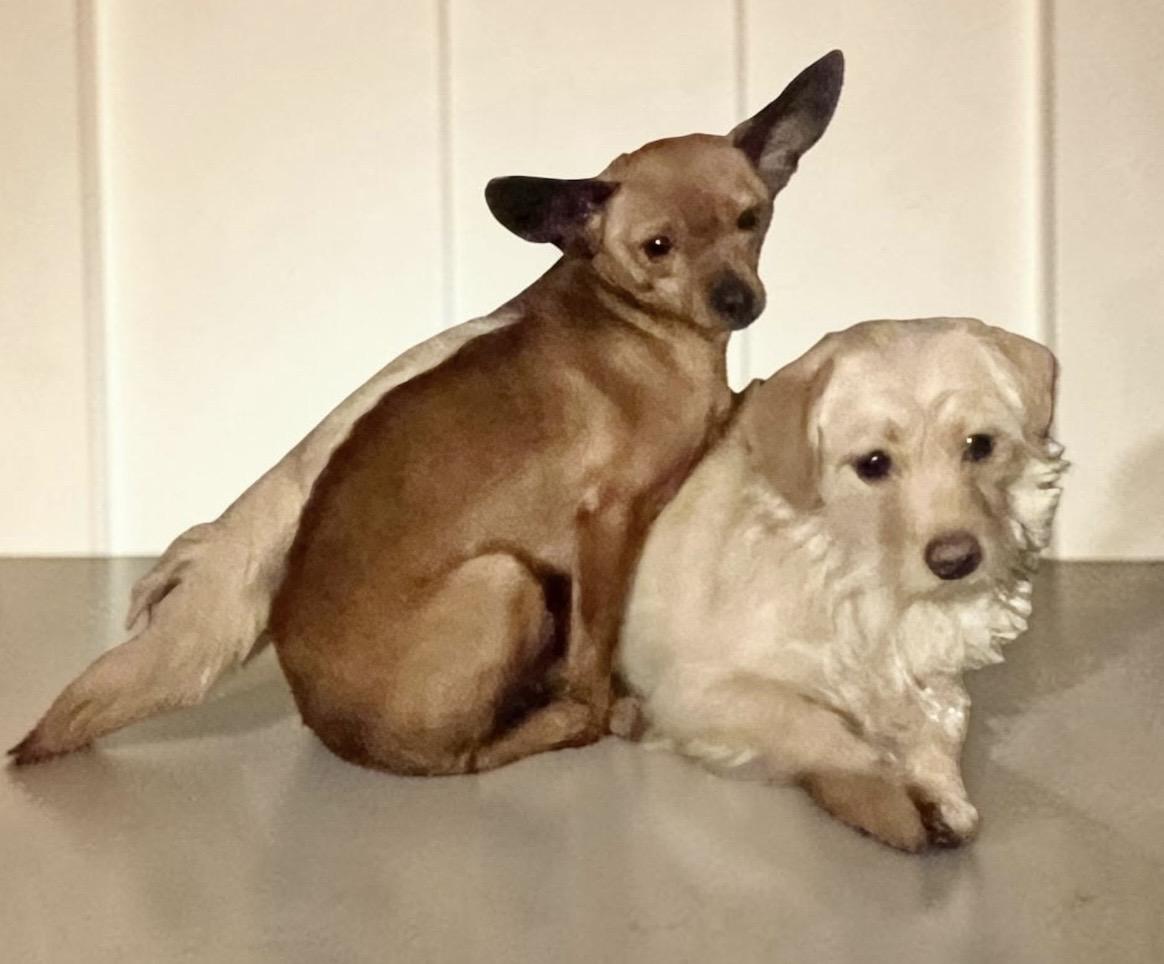 Pancake, Adoptable, Young Female Cairn Terrier.