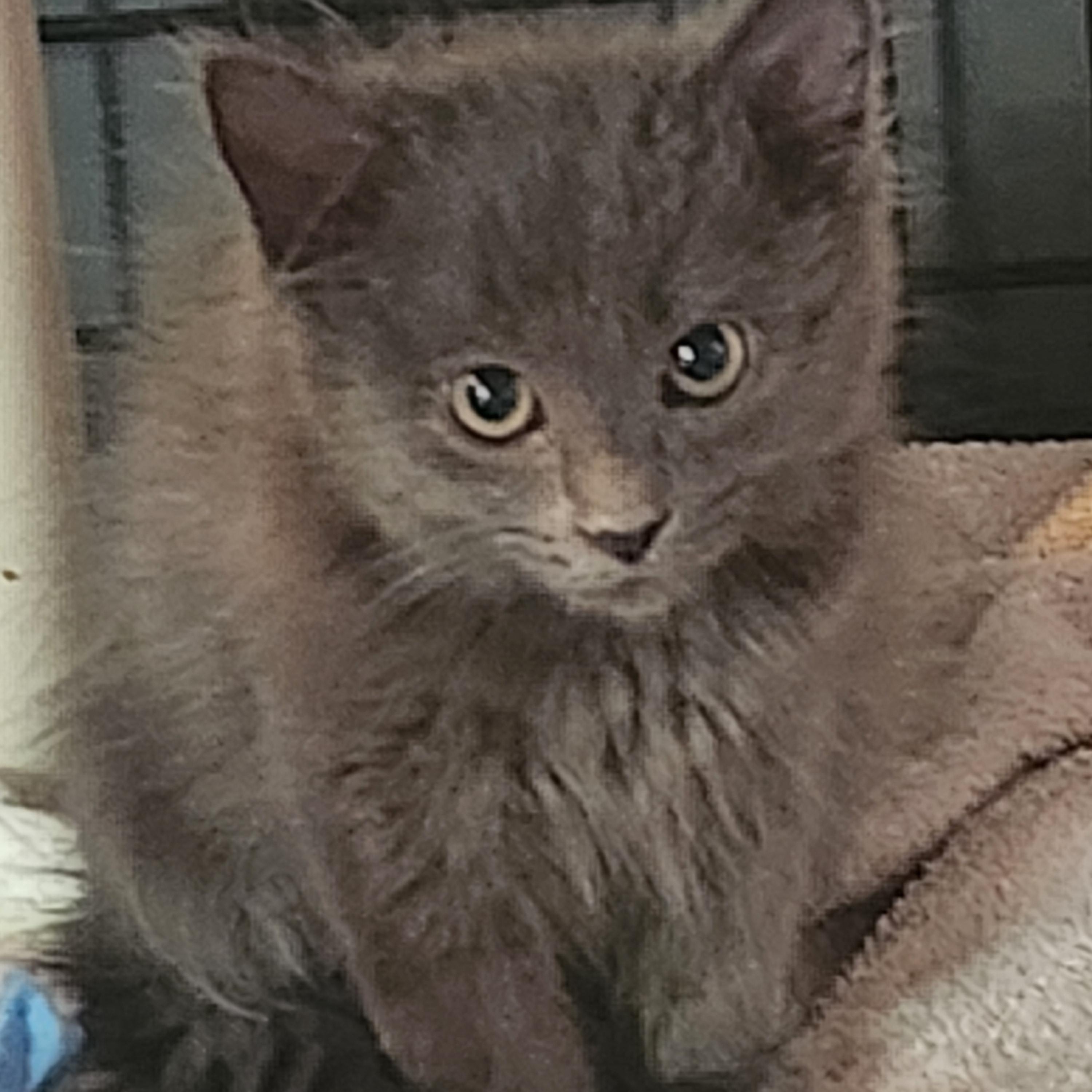 Lyla, Baby Female unknown