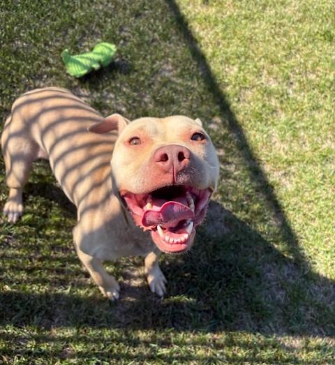 Oswald, Adoptable, Adult Male Pit Bull Terrier.