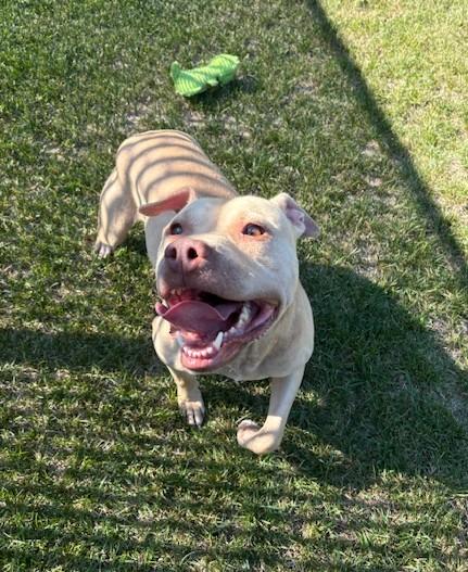 Enlarge Oswald, a Adoptable mixed breed in Kankakee, IL image 2/2