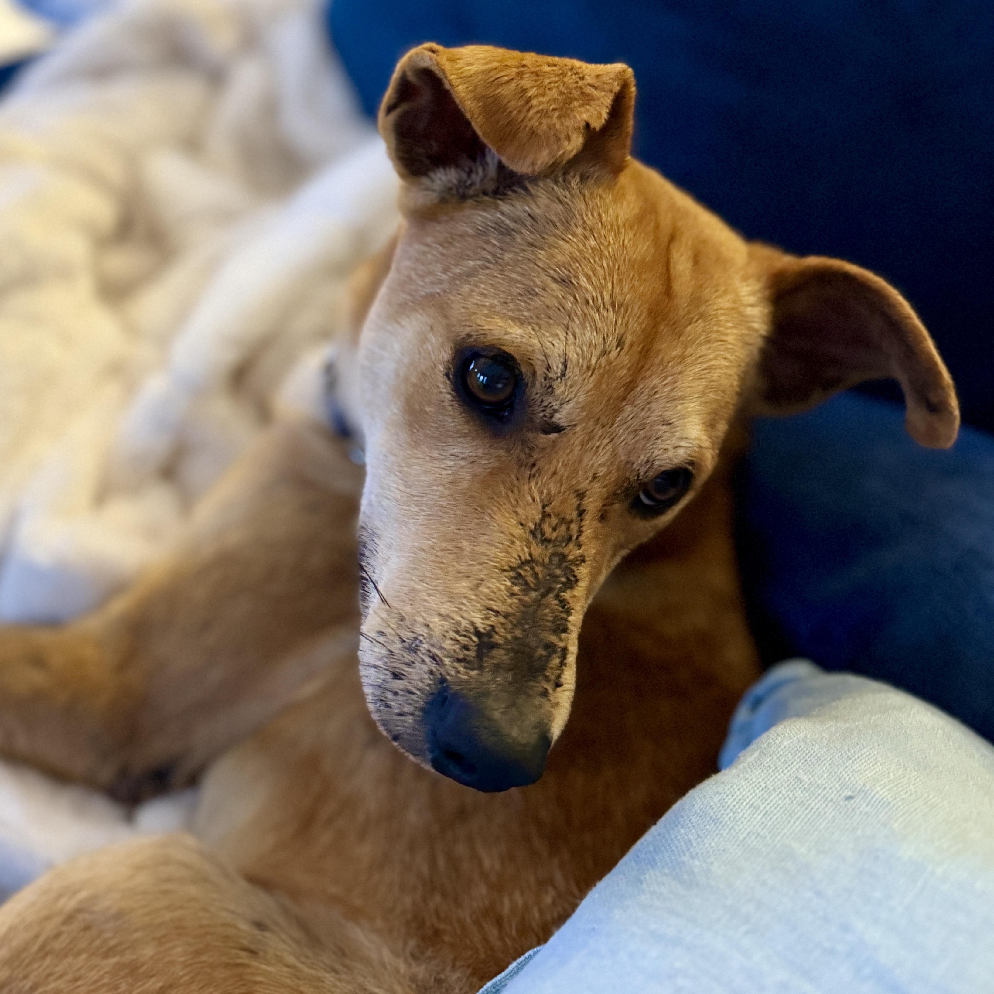 Enlarge Sunny, a Adopted mixed breed in Toronto, ON image 2/5