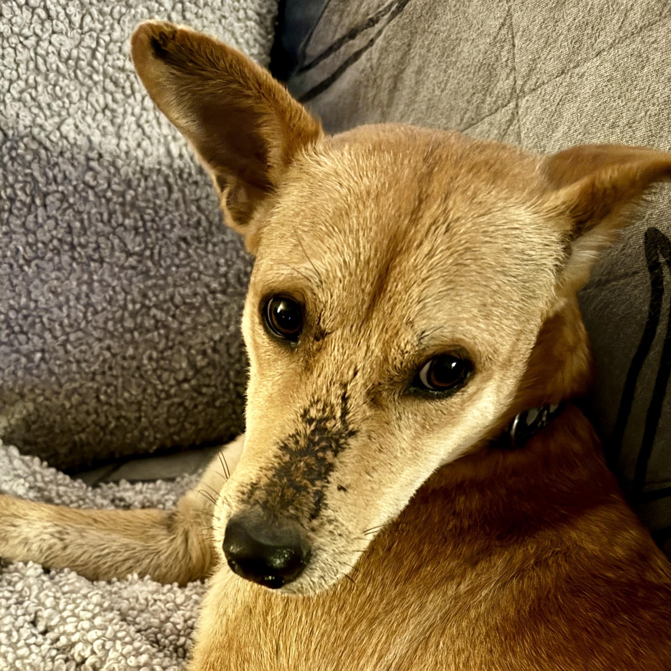 Sunny, Adopted, Young Male Rat Terrier & Pharaoh Hound.