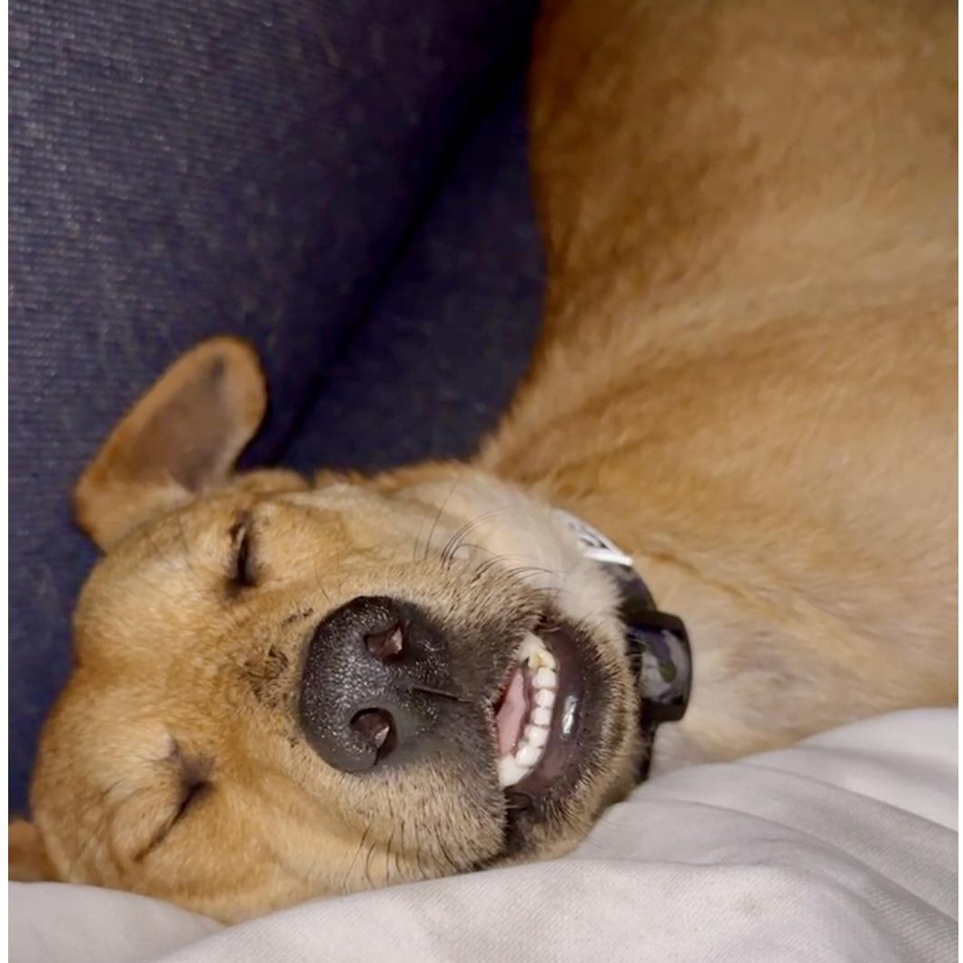 Enlarge Sunny, a Adopted mixed breed in Toronto, ON image 5/5