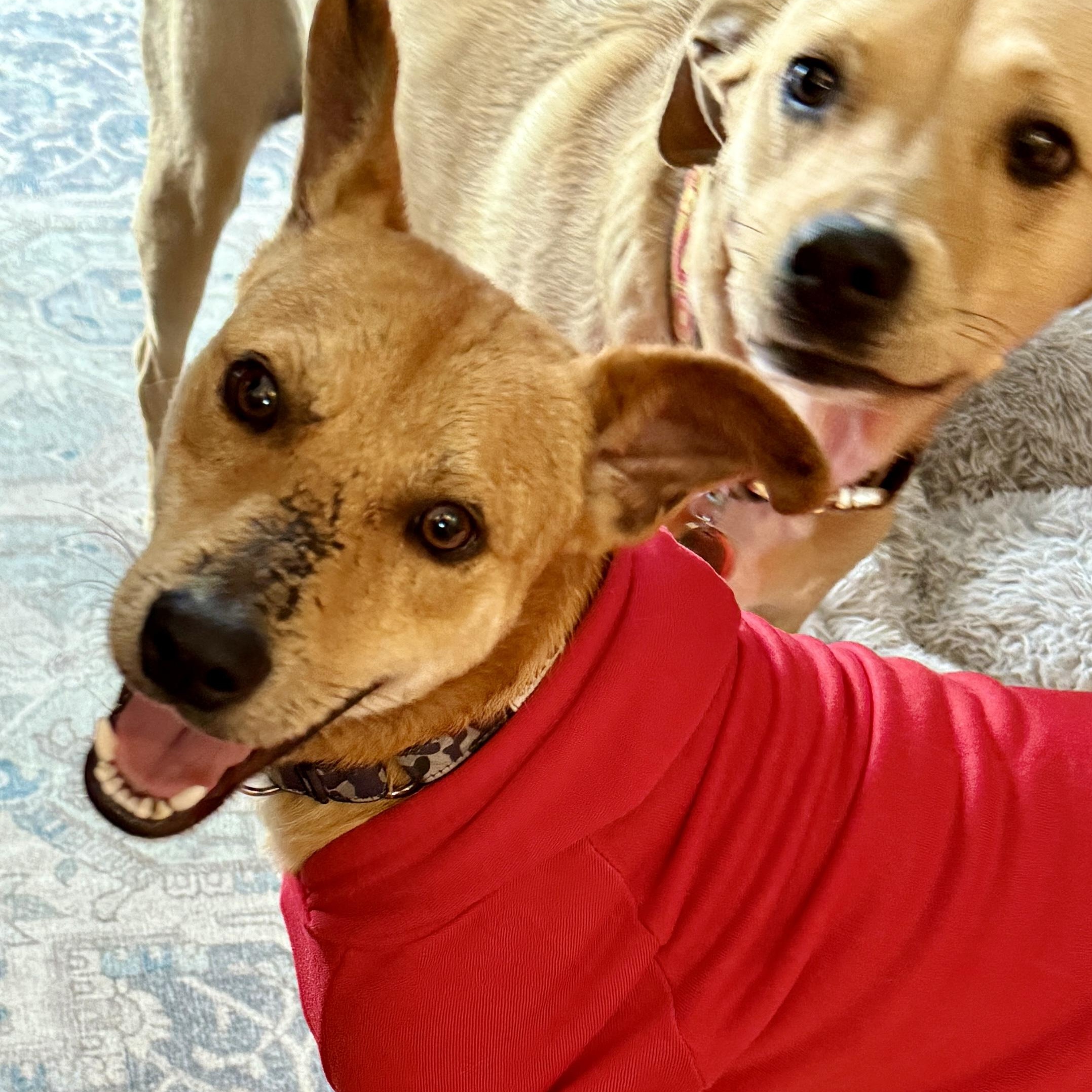 Enlarge Sunny, a Adopted mixed breed in Toronto, ON image 1/5