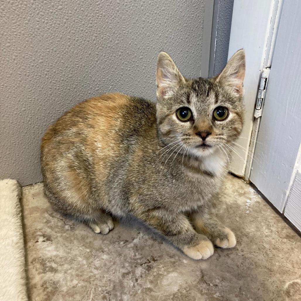 Cricket, Adoptable, Young Female Domestic Short Hair.