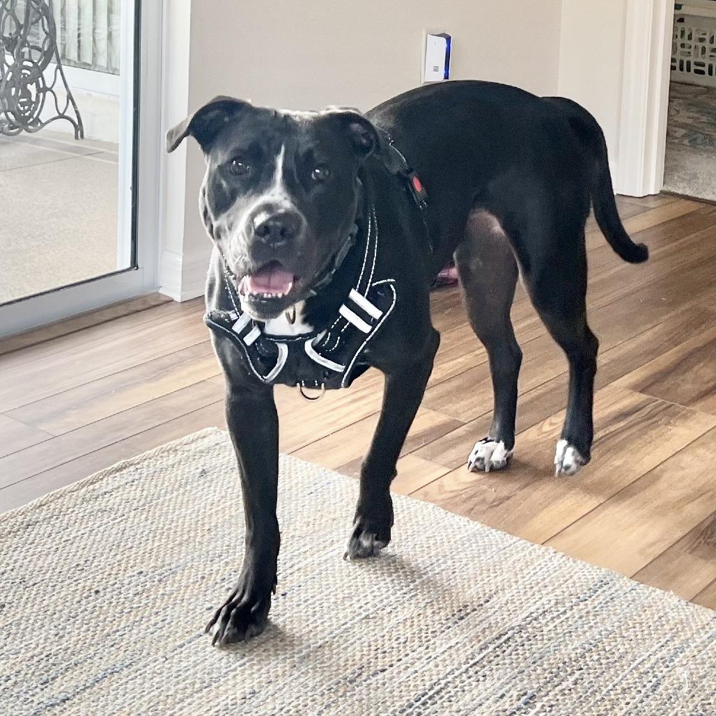 Nova, Adoptable, Adult Female Mixed Breed.