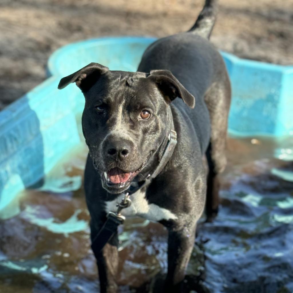 Enlarge Nova, a Adoptable Mixed Breed in Lake Panasoffkee, FL image 2/6