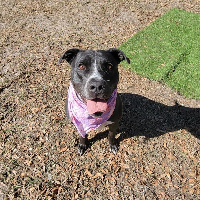 Enlarge Nova, a Adoptable Mixed Breed in Lake Panasoffkee, FL image 2/6