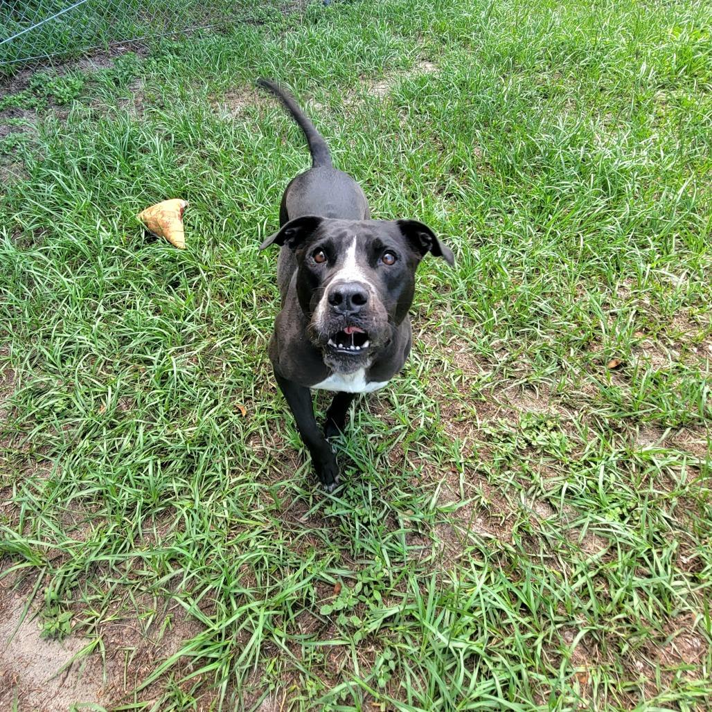 Nova, a Adoptable Mixed Breed in Lake Panasoffkee, FL image 3/6