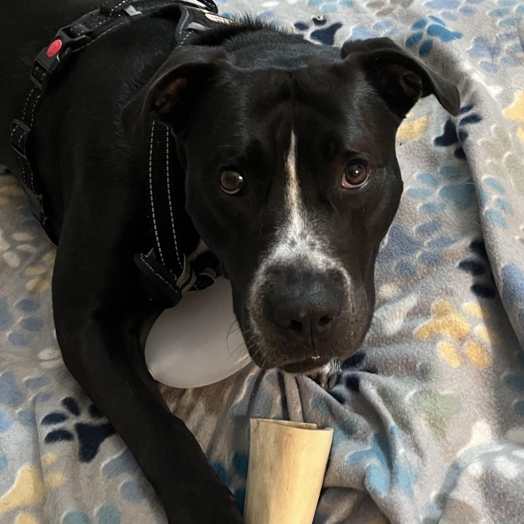 Enlarge Nova, a Adoptable Mixed Breed in Lake Panasoffkee, FL image 2/6