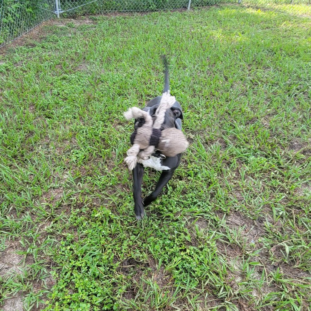 Enlarge Nova, a Adoptable Mixed Breed in Lake Panasoffkee, FL image 3/6