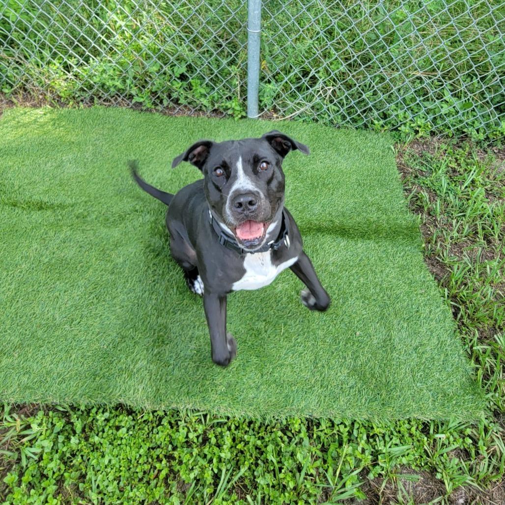 Enlarge Nova, a Adoptable Mixed Breed in Lake Panasoffkee, FL image 3/6