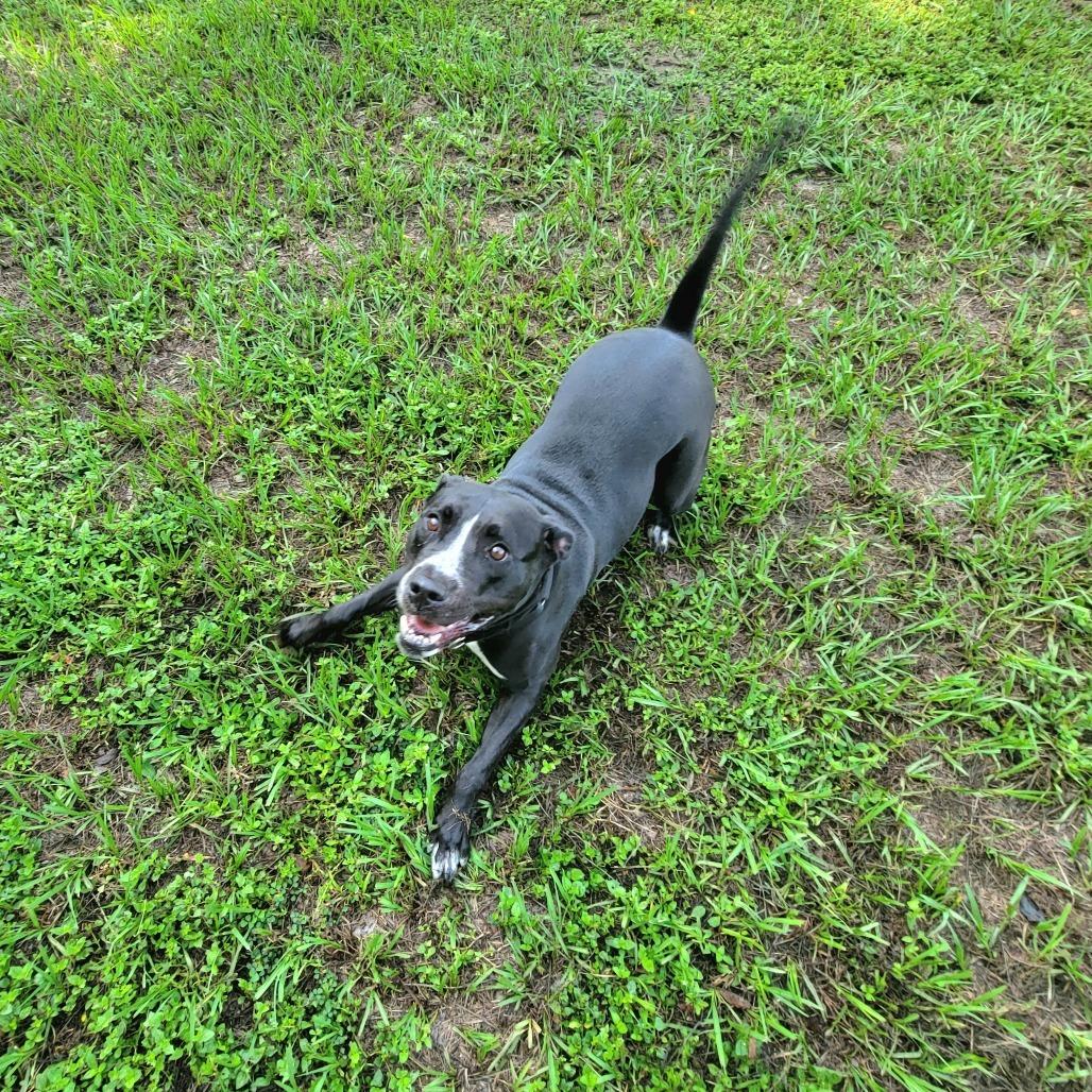 Nova, a Adoptable Mixed Breed in Lake Panasoffkee, FL image 4/6