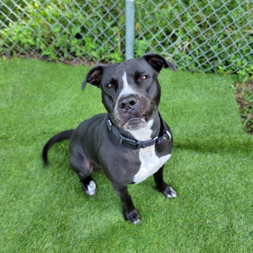 Enlarge Nova, a Adoptable Mixed Breed in Lake Panasoffkee, FL image 4/6