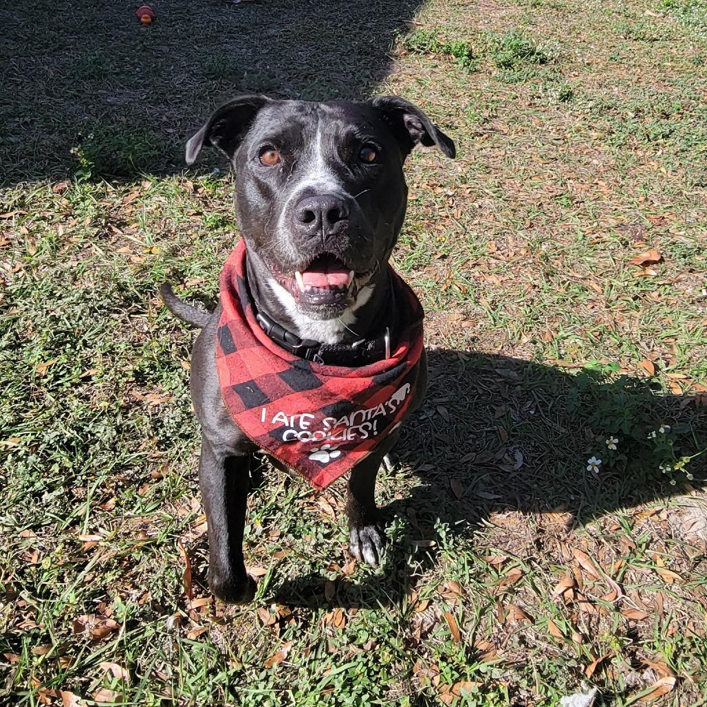 Enlarge Nova, a Adoptable Mixed Breed in Lake Panasoffkee, FL image 5/6