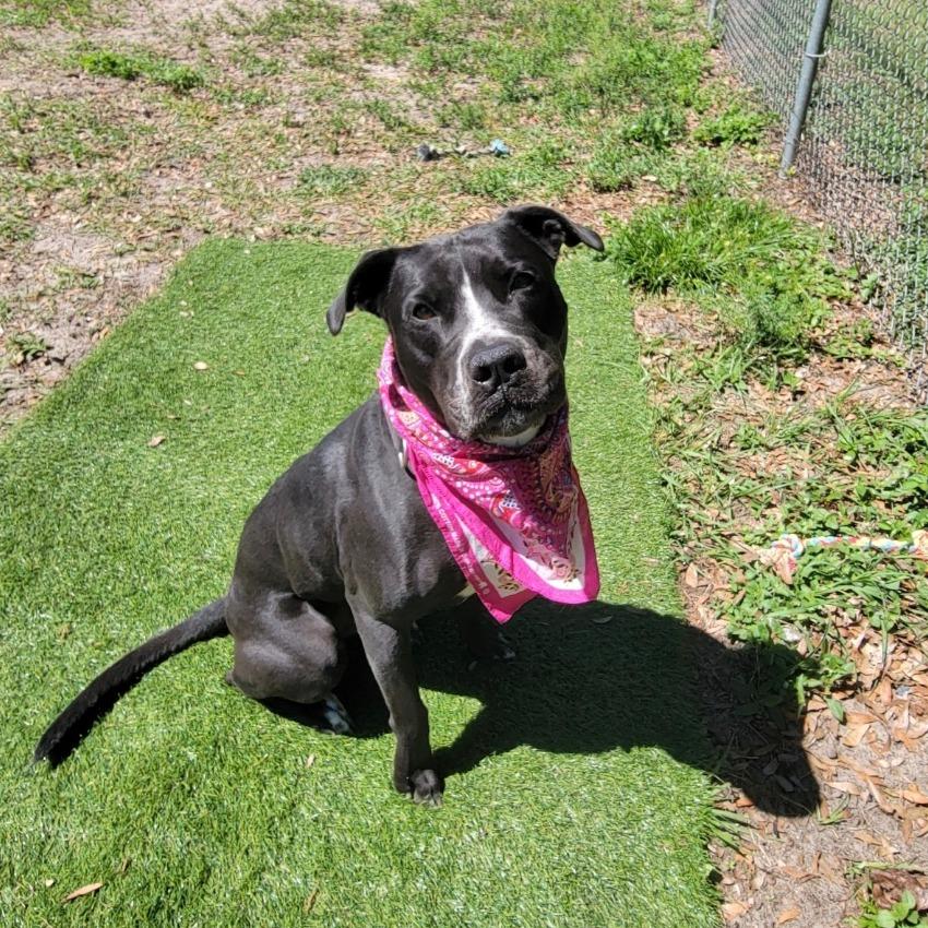 Enlarge Nova, a Adoptable Mixed Breed in Lake Panasoffkee, FL image 5/6