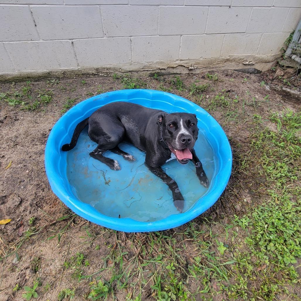 Enlarge Nova, a Adoptable Mixed Breed in Lake Panasoffkee, FL image 6/6