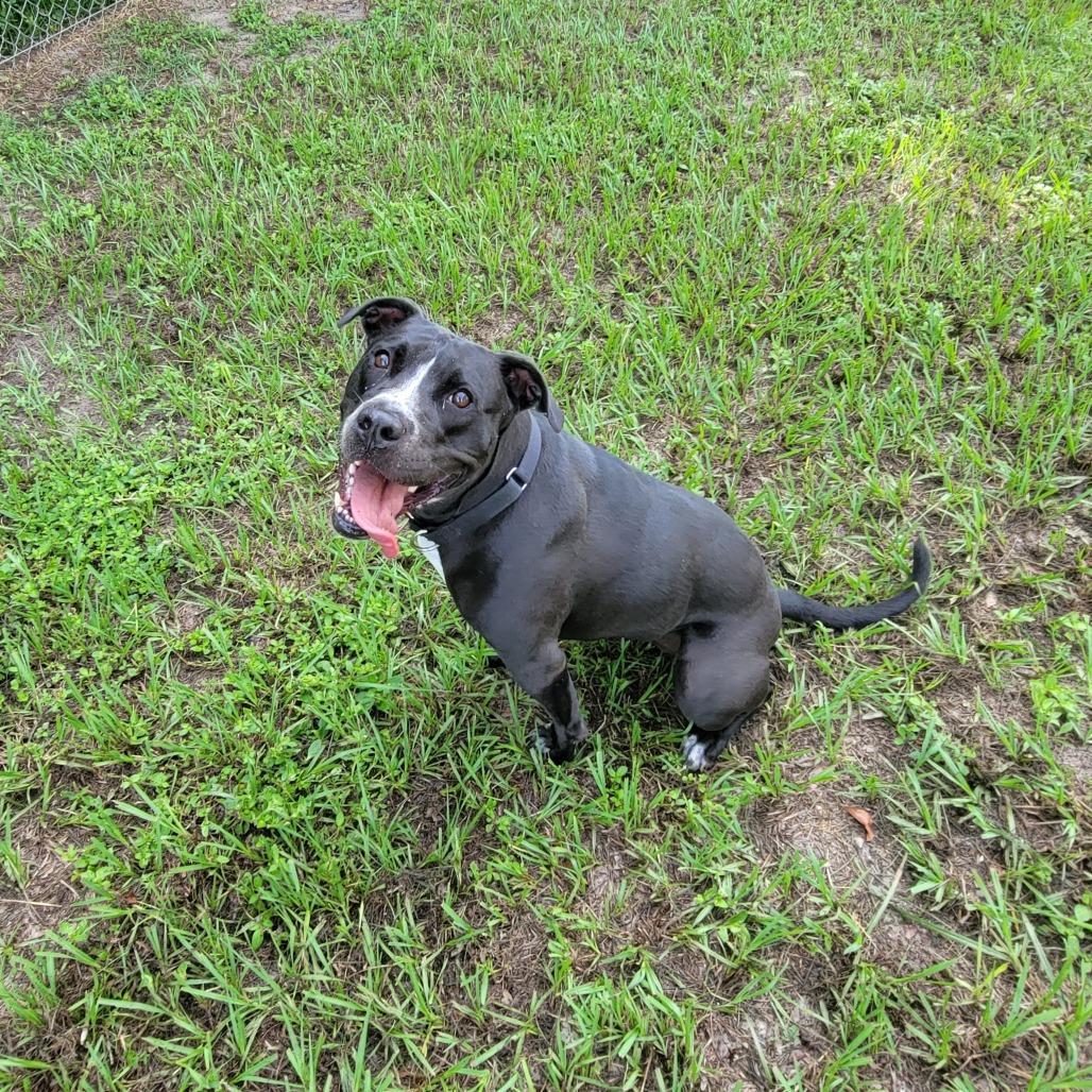 Enlarge Nova, a Adoptable Mixed Breed in Lake Panasoffkee, FL image 6/6