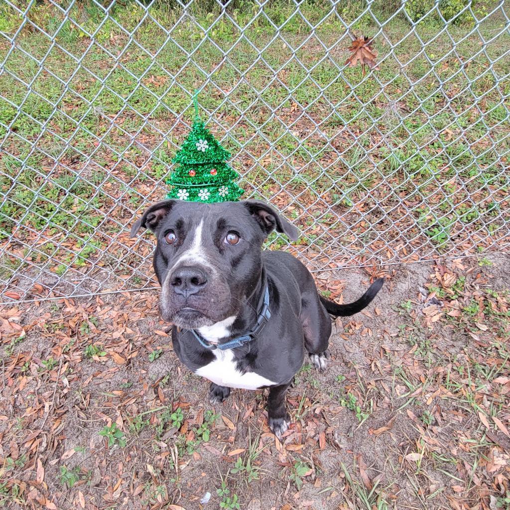 Enlarge Nova, a Adoptable Mixed Breed in Lake Panasoffkee, FL image 6/6