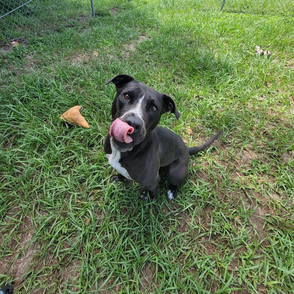 Nova, a Adoptable Mixed Breed in Lake Panasoffkee, FL image 6/6