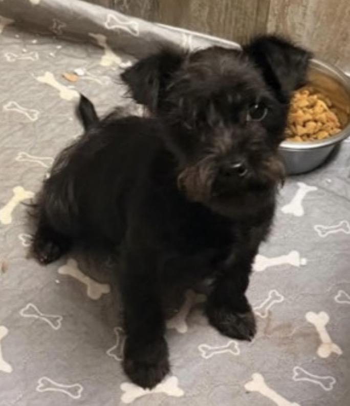 Kuro, ADOPTABLE, Puppy Male Miniature Pinscher.