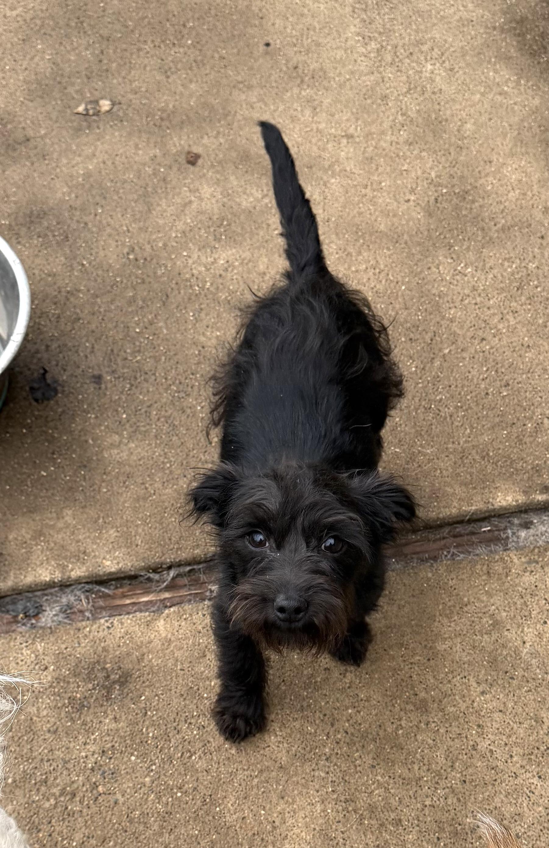 Kuro, a ADOPTABLE mixed breed in Redding, CA image 3/3