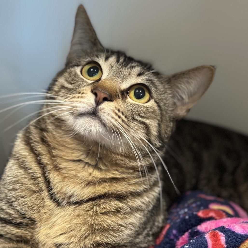 Logo, Adoptable, Adult Male Domestic Short Hair.