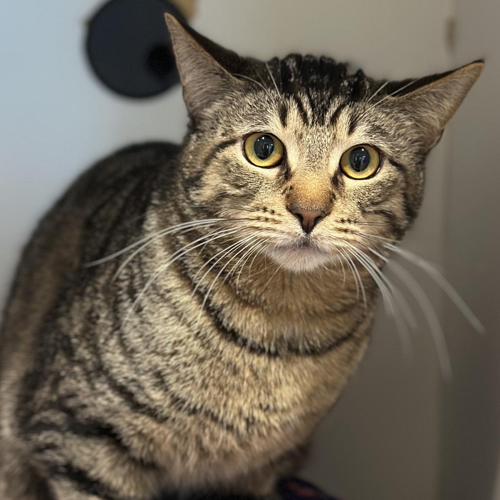 Logo, a Adoptable Domestic Short Hair in Matteson, IL image 2/5