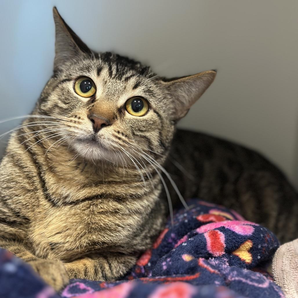 Logo, a Adoptable Domestic Short Hair in Matteson, IL image 3/5