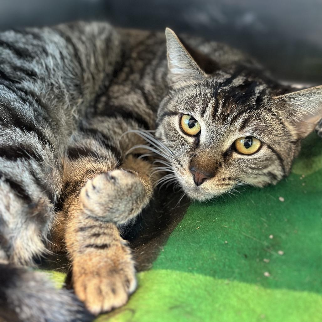 Logo, a Adoptable Domestic Short Hair in Matteson, IL image 4/5