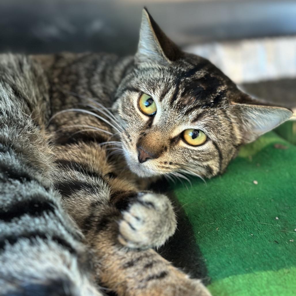 Logo, a Adoptable Domestic Short Hair in Matteson, IL image 5/5
