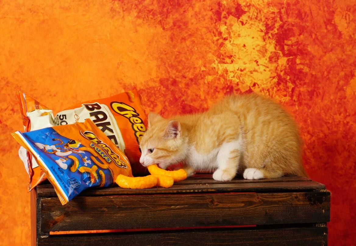 Cheeto, an adopted Domestic Short Hair in Waterloo, IA image 2/3