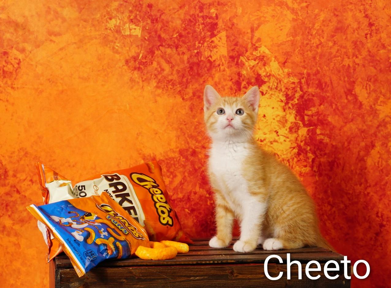 Cheeto, adopted, Kitten Male Domestic Short Hair.
