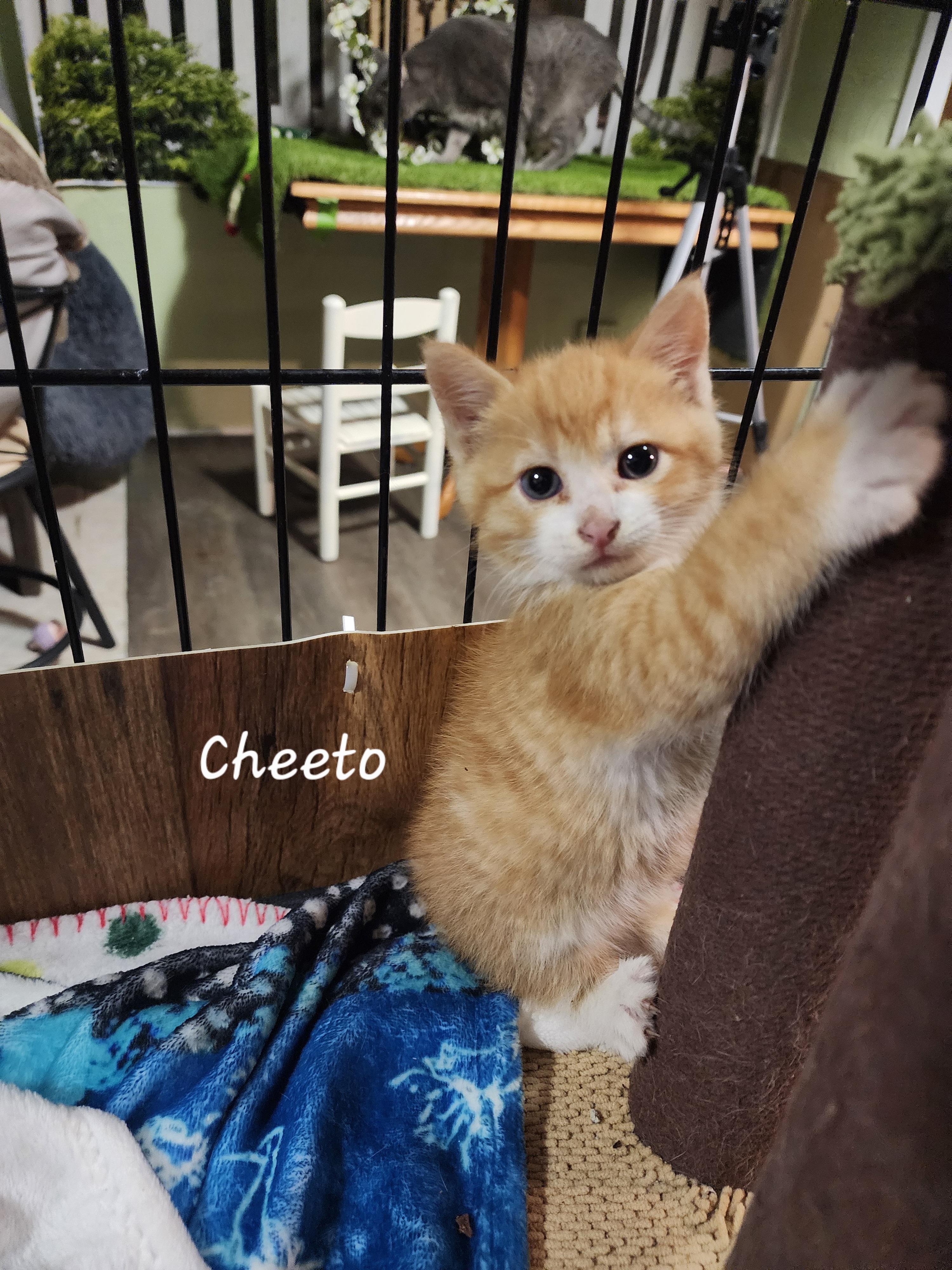 Cheeto, adoptable, Kitten Male Domestic Short Hair.