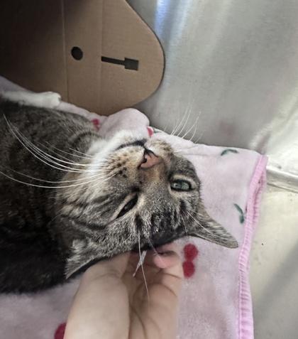 Madrid — thumbnail 3