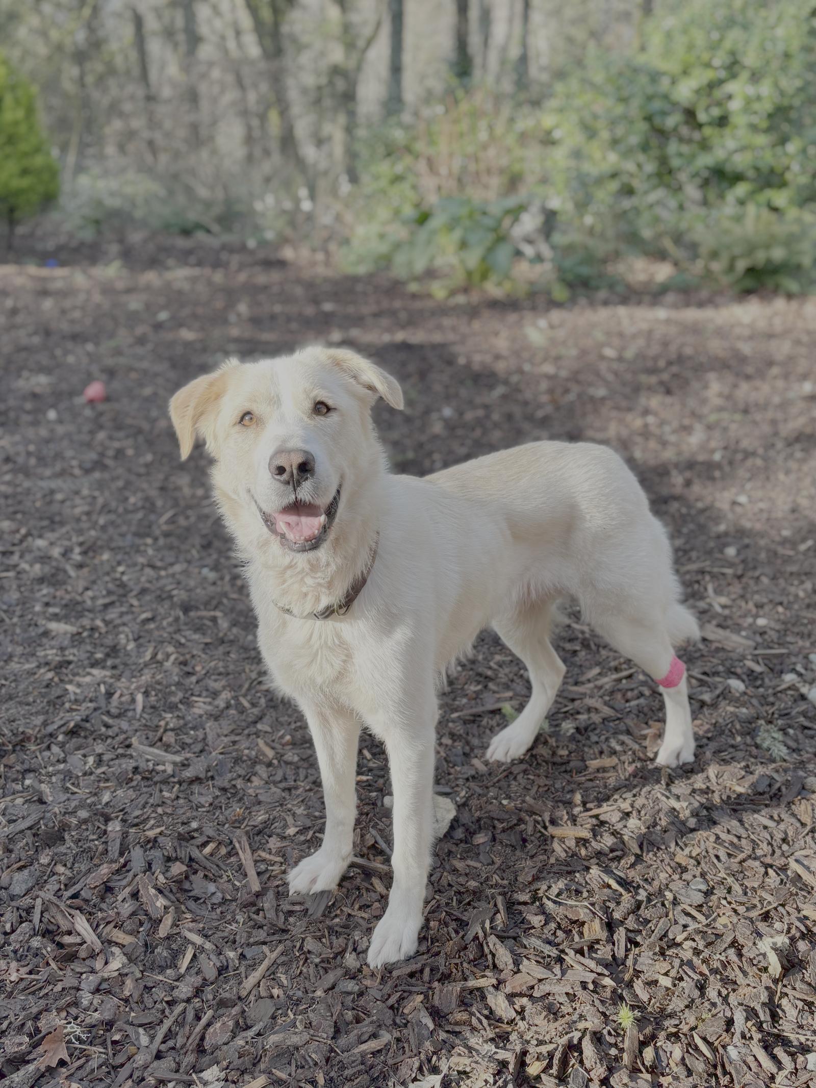 Charlie, Adoptable, Adult Female Great Pyrenees & Labrador Retriever.
