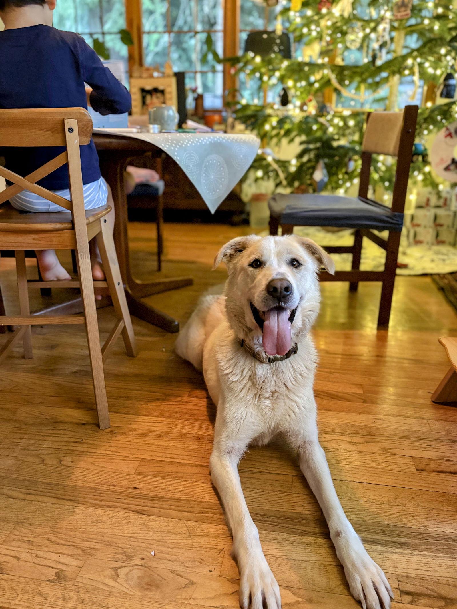 Enlarge Charlie, a Adoptable mixed breed in Bothell, WA image 3/3